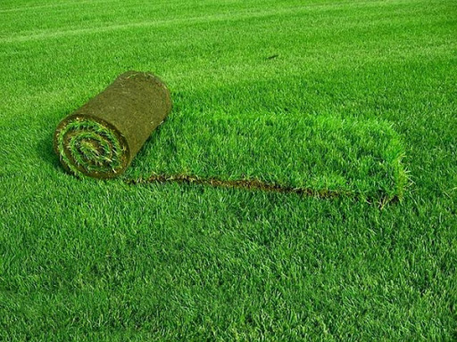 Как выбрать рулонный газон?